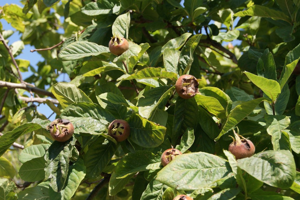 Common Medlar