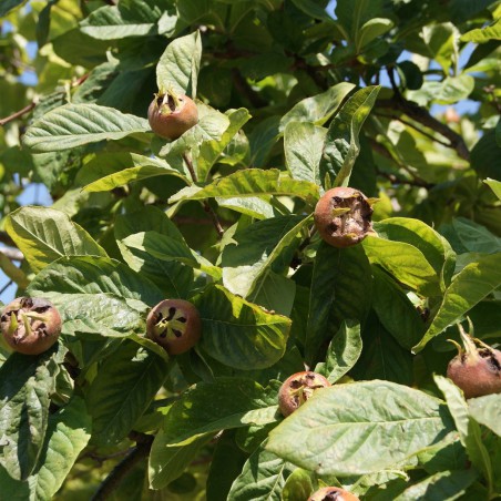 Common Medlar
