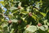 Common Medlar Common Medlar
