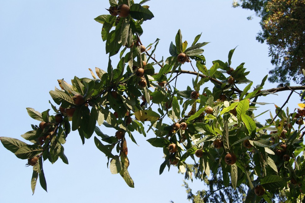 Common Medlar