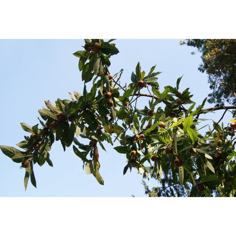 Néflier - Mespilus Germanica