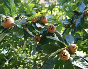 Common Medlar