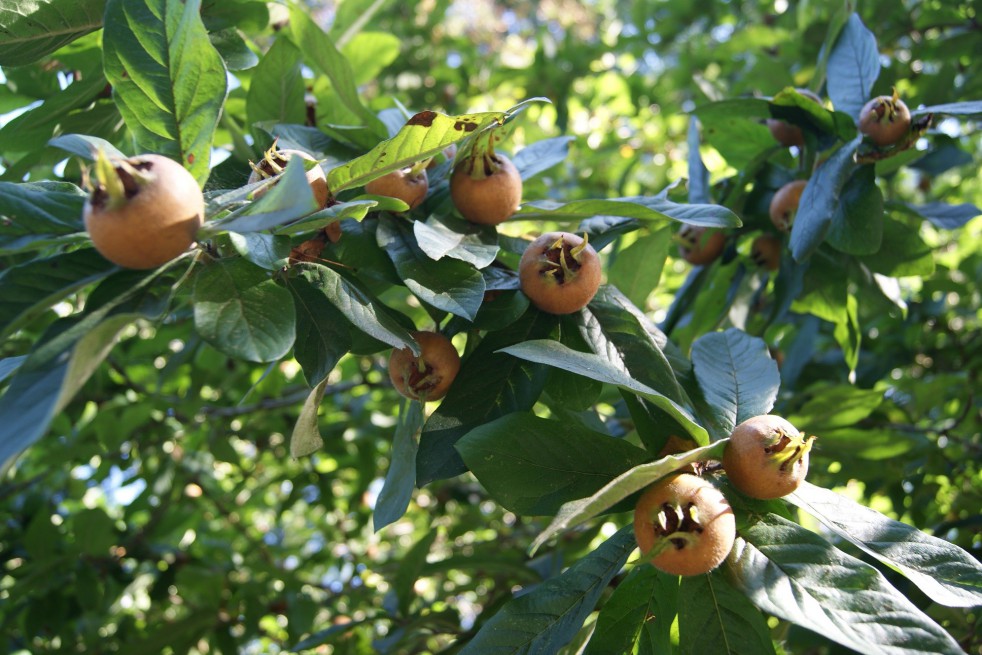 Common Medlar