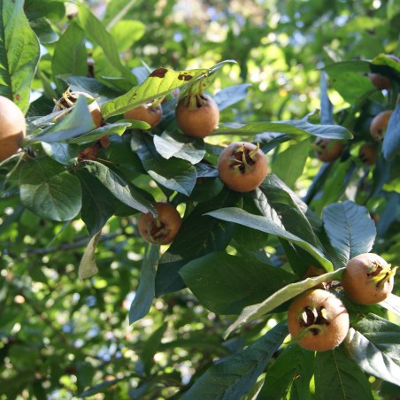 Common Medlar