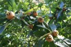 Common Medlar Common Medlar