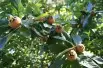 Common Medlar