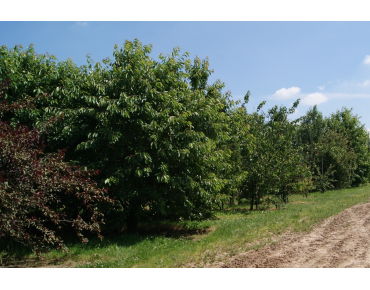 Cherry tree Bigarreau Van