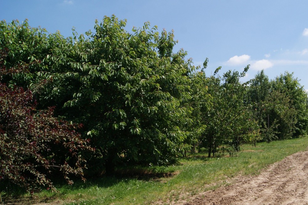 Cherry tree Bigarreau Van