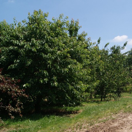 Cherry tree Bigarreau Van