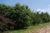 Cherry tree Bigarreau Van