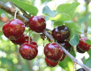 Cherry tree Bigarreau Van
