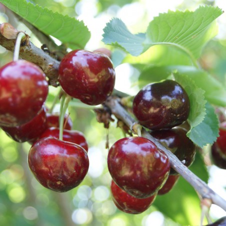 Cherry tree Bigarreau Van