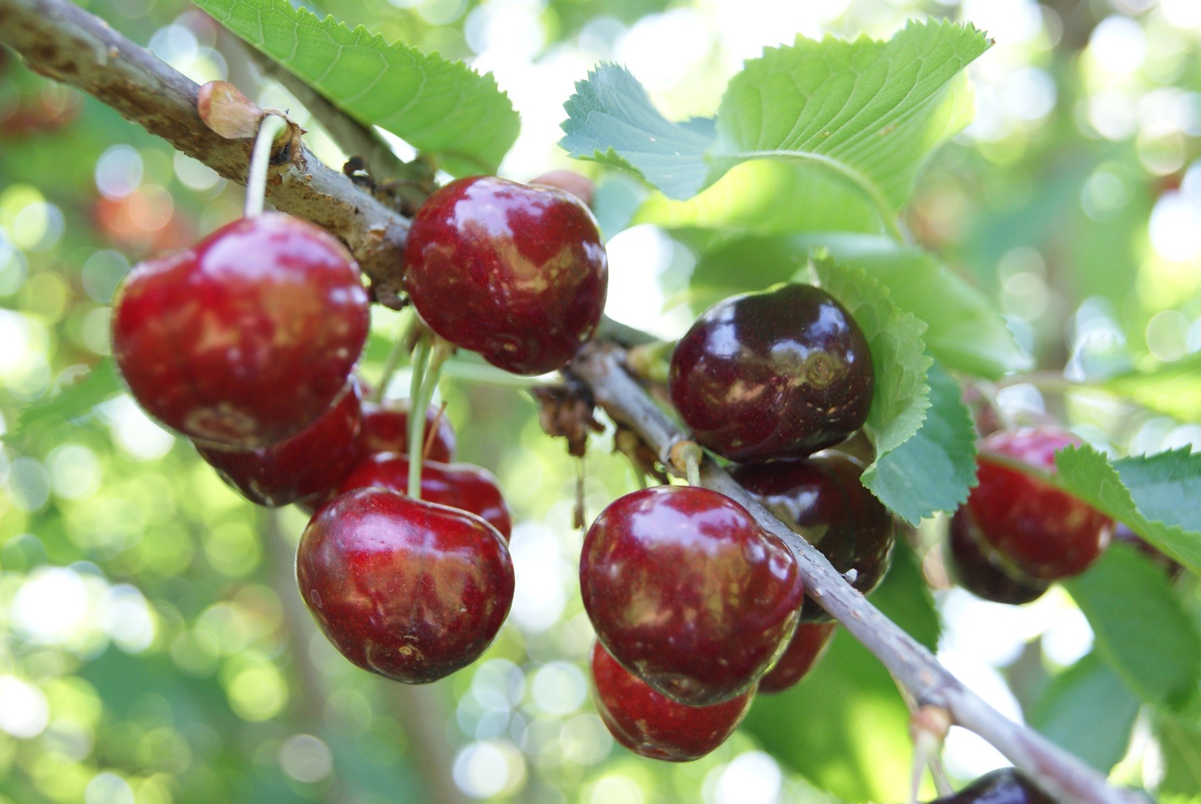 Cherry tree Bigarreau Van