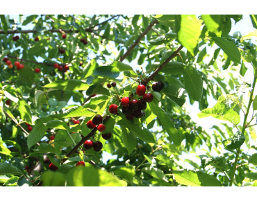 Cherry tree Bigarreau Van