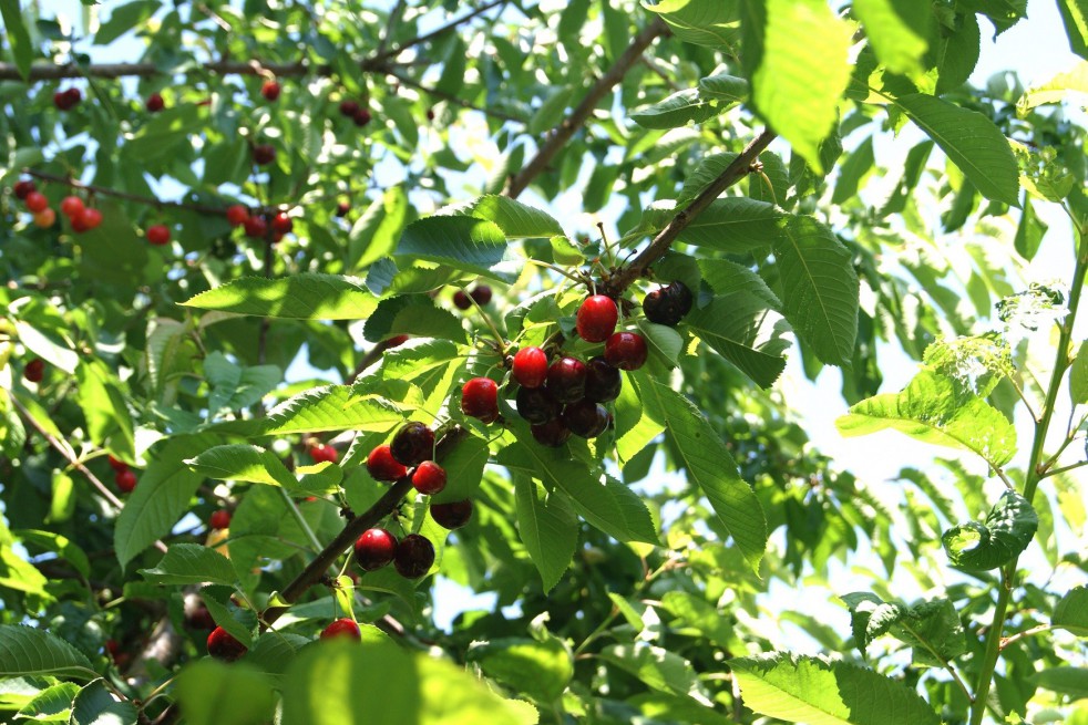 Cherry tree Bigarreau Van