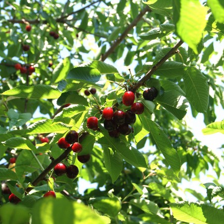 Cherry tree Bigarreau Van