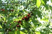 Cherry tree Bigarreau Van