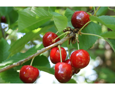 Cherry tree Bigarreau Van