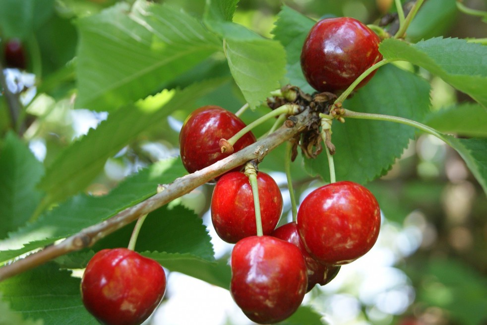 Cherry tree Bigarreau Van