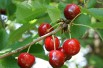 Cherry tree Bigarreau Van