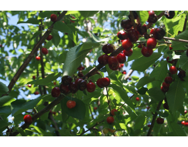 Cherry tree Bigarreau Van