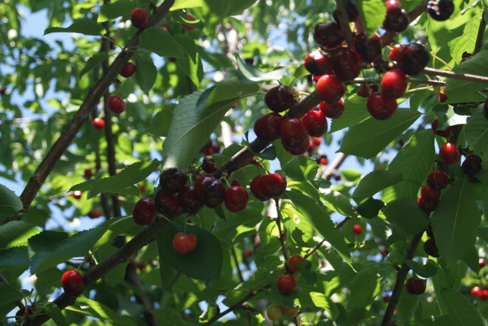 Cherry tree Bigarreau Van