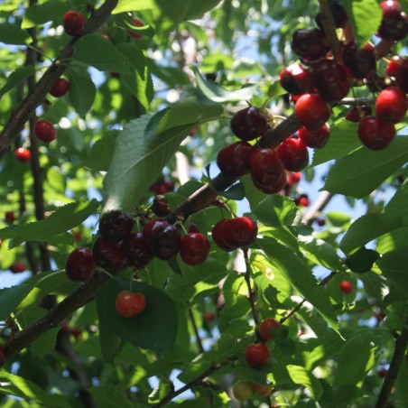 Cherry tree Bigarreau Van