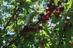 Cherry tree Bigarreau Van