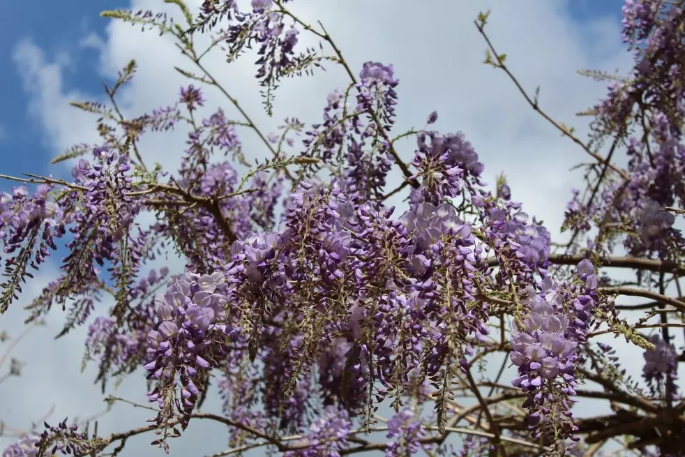Chinese Wisteria