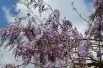 Chinese Wisteria
