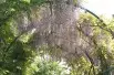 Chinese Wisteria