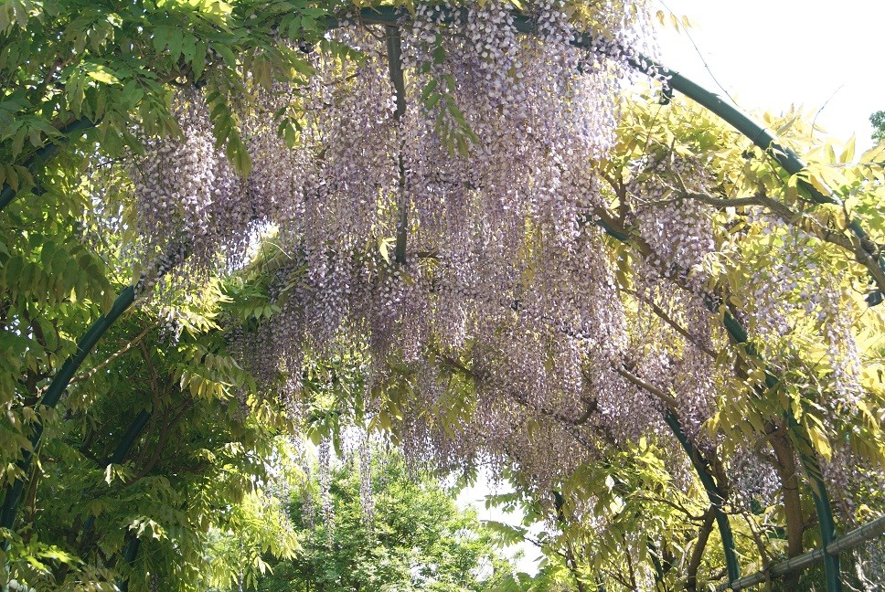 Glycine de Chine