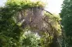 Chinese Wisteria