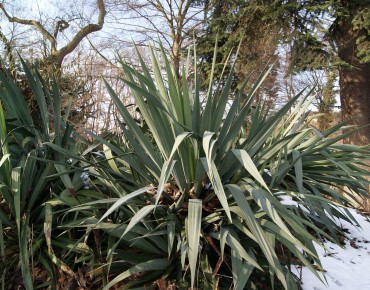 Yucca Filamenteux