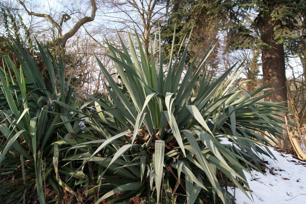 Yucca Filamenteux