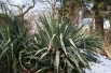 Yucca Filamenteux