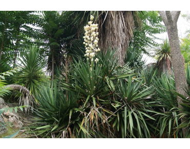 Yucca Filamenteux