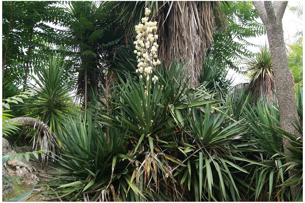 Yucca Filamenteux