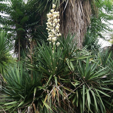 Yucca Filamenteux