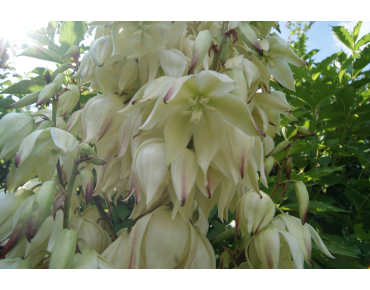 Yucca Filamenteux