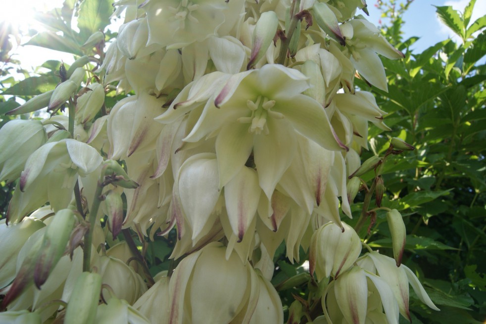 Yucca Filamenteux