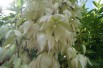 Yucca Filamenteux