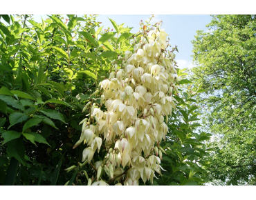 Yucca Filamenteux