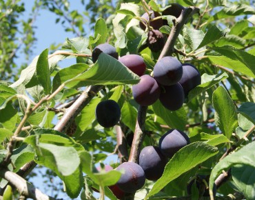 Plum tree Belle de Louvain