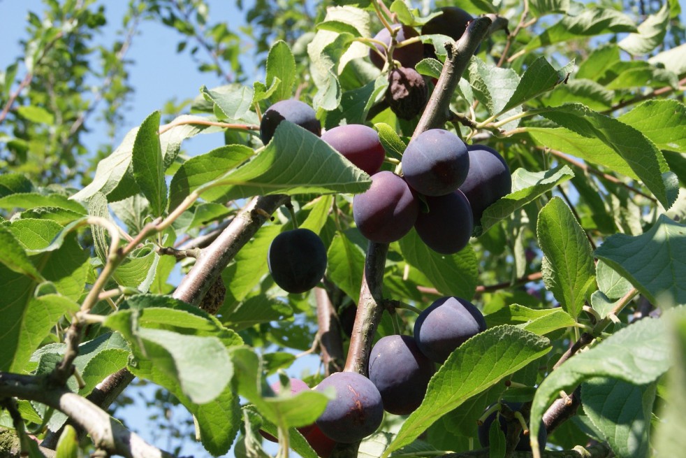 Plum tree Belle de Louvain