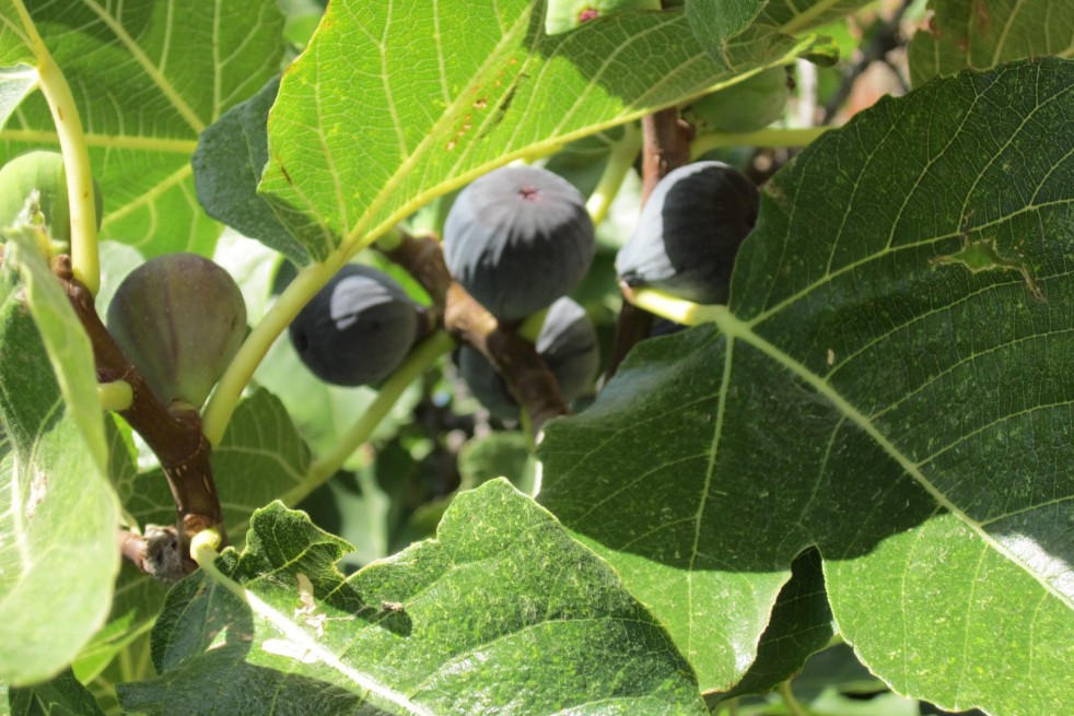 Figuier violette de Sollies