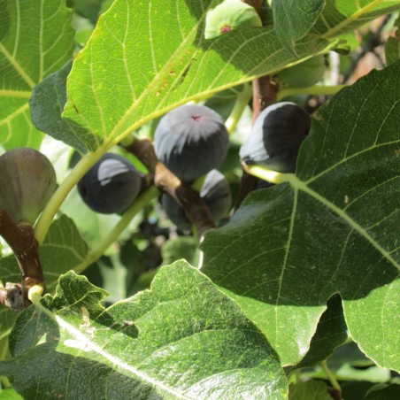 Figuier violette de Sollies