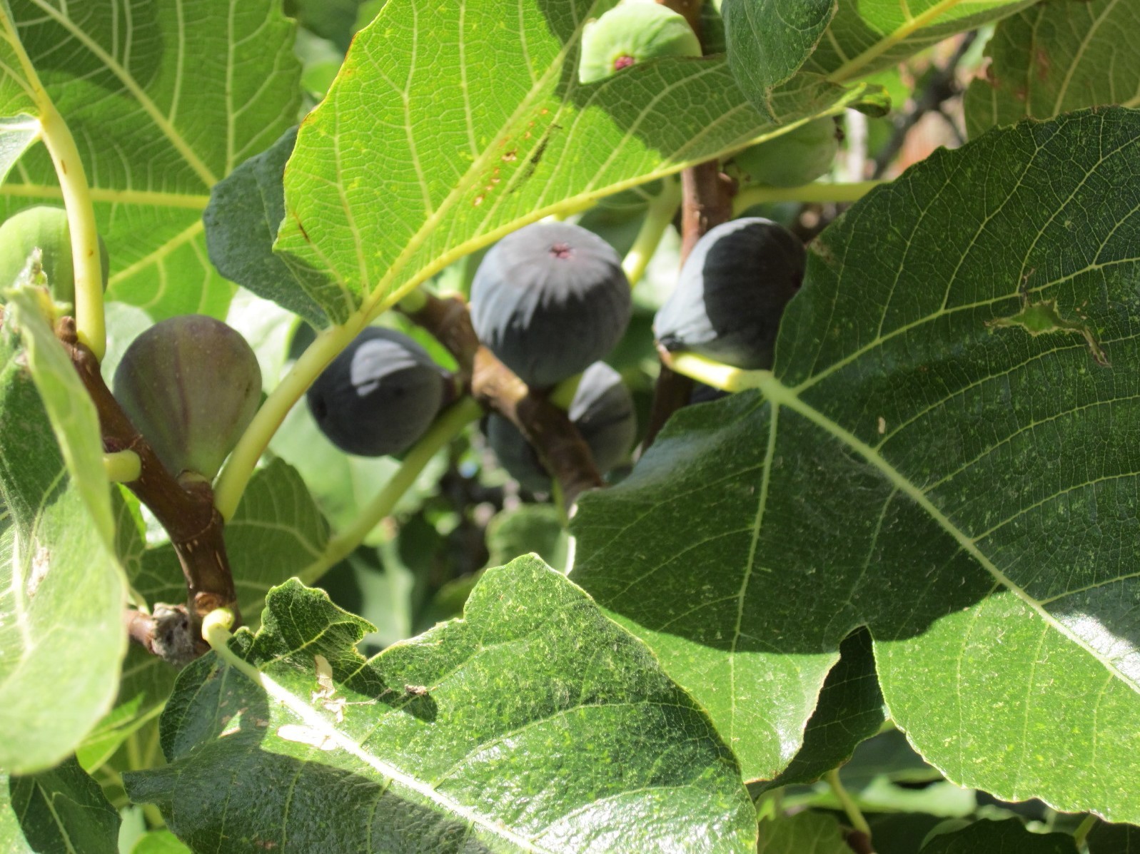 Fig tree Violette de Sollies