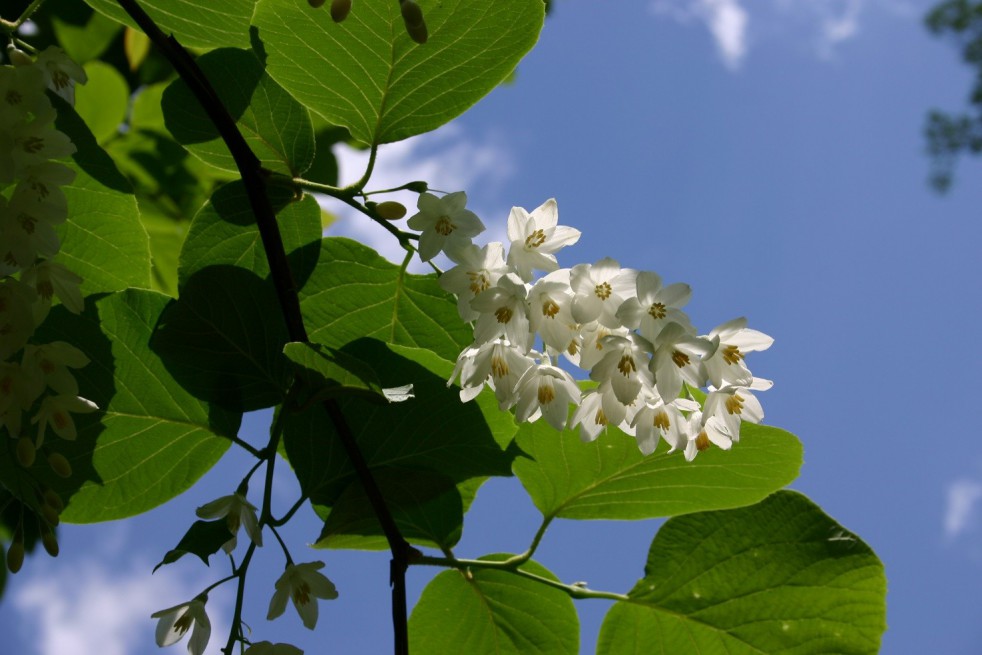 Styrax_Obassia(auteur:SB_Johnny) https://creativecommons.org/licenses/by-sa/3.0/legalcode.fr