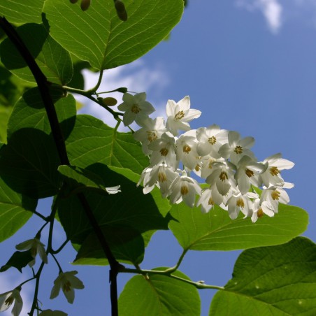Styrax_Obassia(auteur:SB_Johnny) https://creativecommons.org/licenses/by-sa/3.0/legalcode.fr